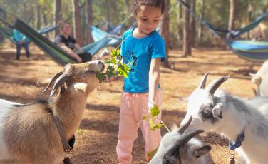 Jaybird Hammock Farm